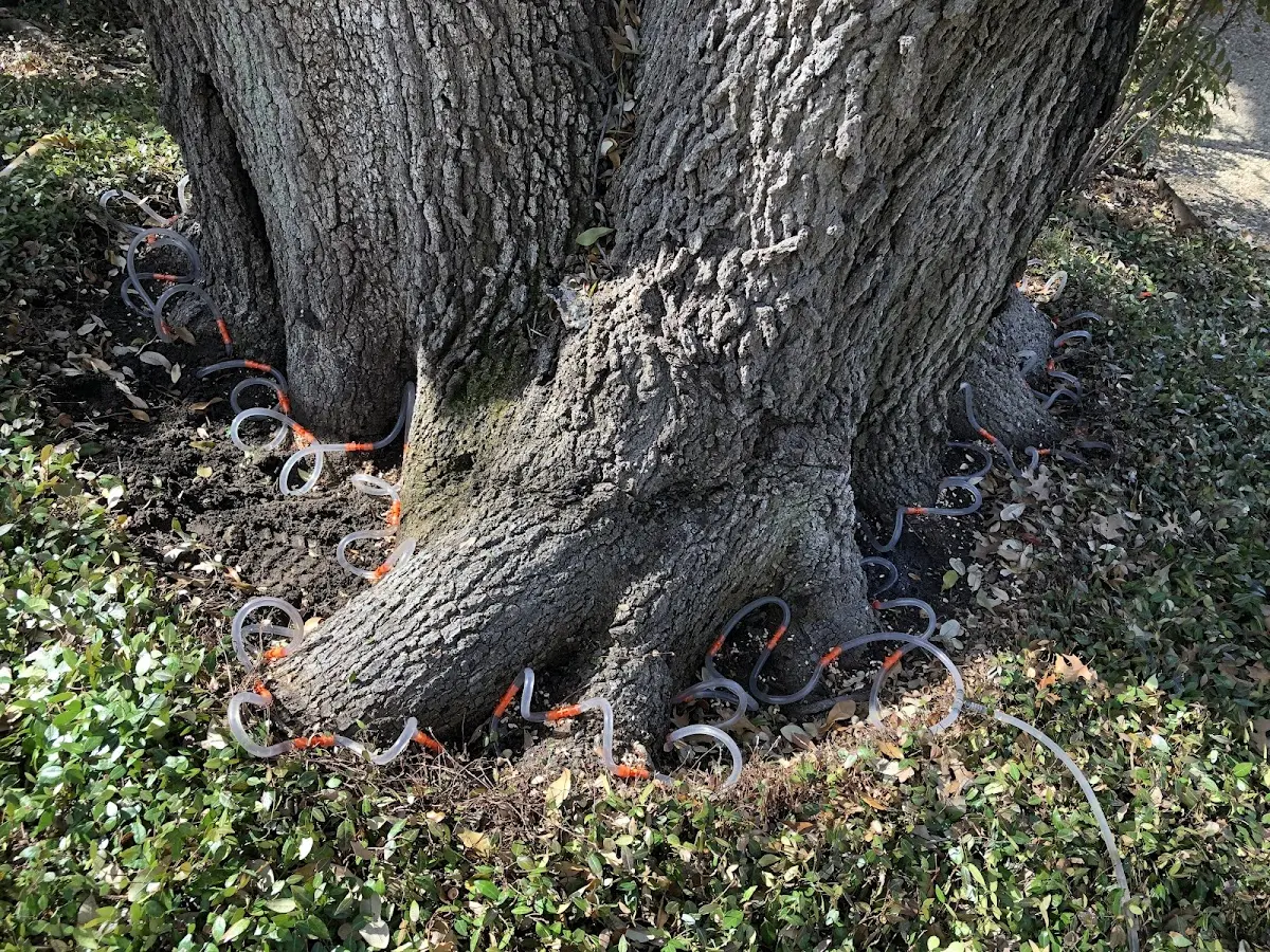 Detailed Tree Cabling and Bracing job site in Nortonville