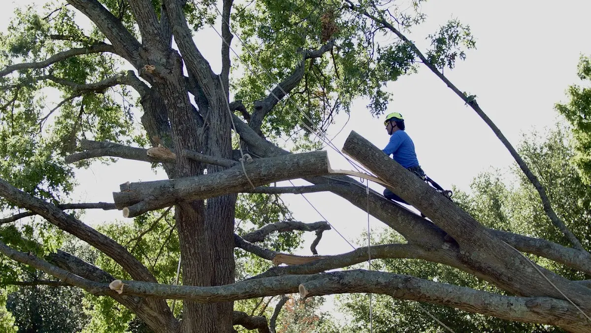 Professional Crown Thinning performed by certified arborists in Nortonville